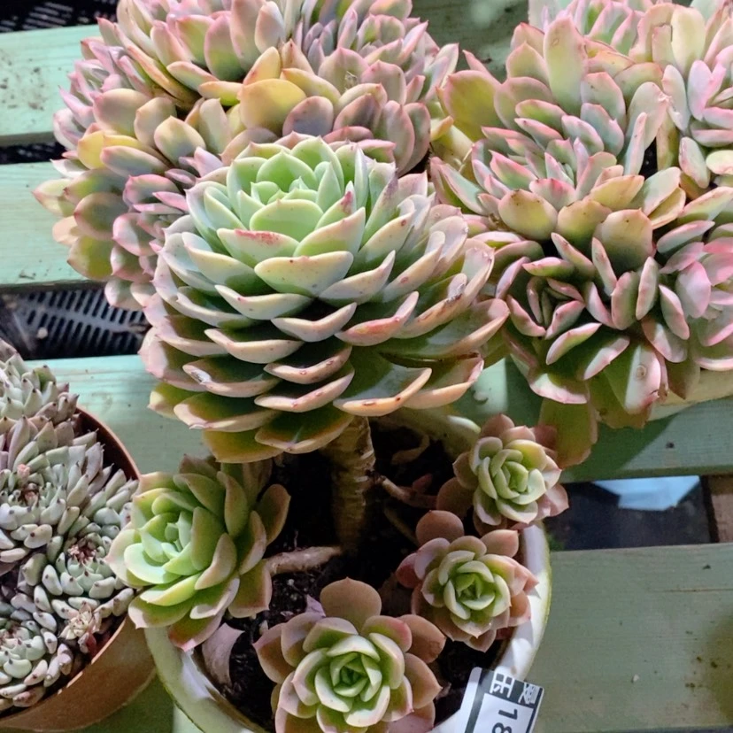 【闪购商品】哈密瓜18185