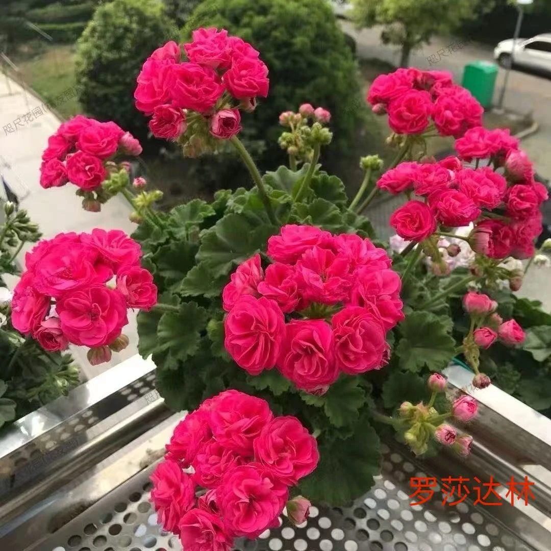 重瓣天竺葵四季开花好养适合阳台庭院的花卉盆栽