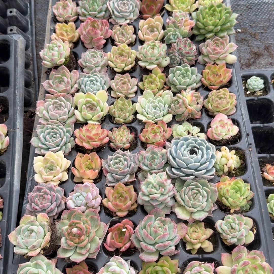 15-36麦秆一盘量拍发货左五左六