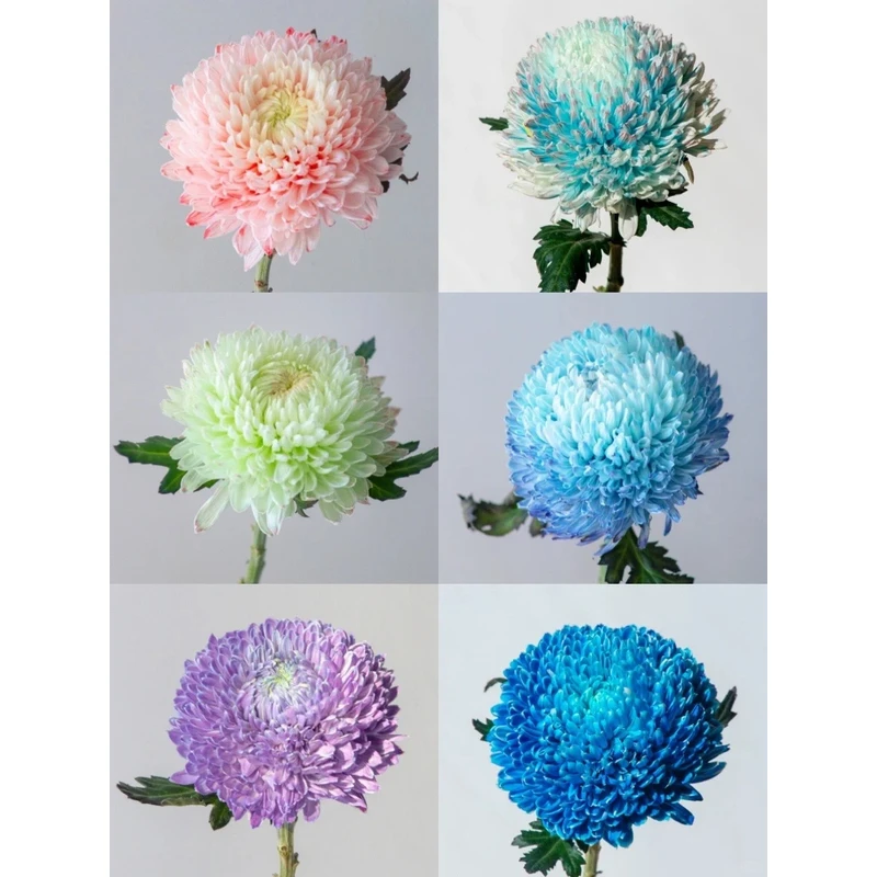【牡丹菊】 一单包邮 云南鲜花昆明基地现采现发
