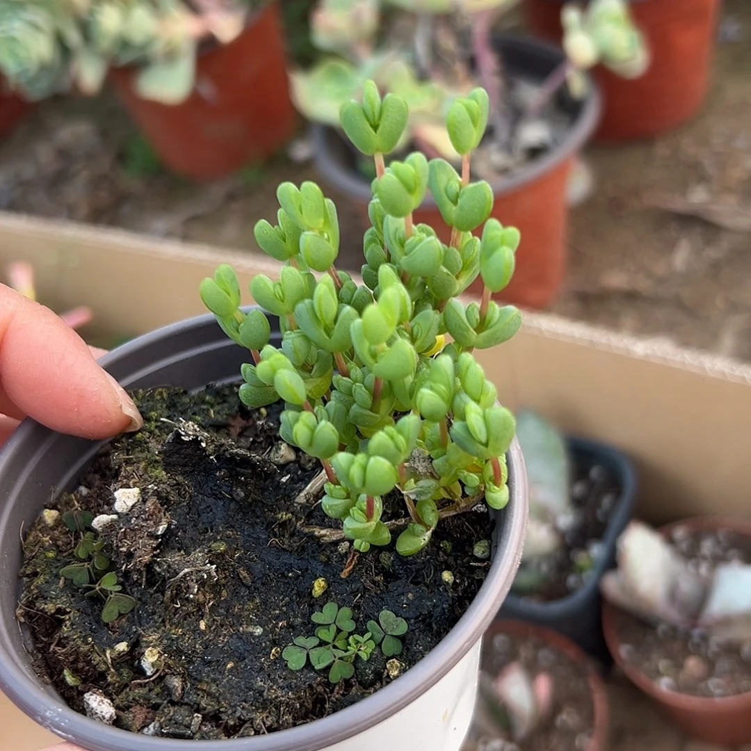 多肉植物爱心枝干