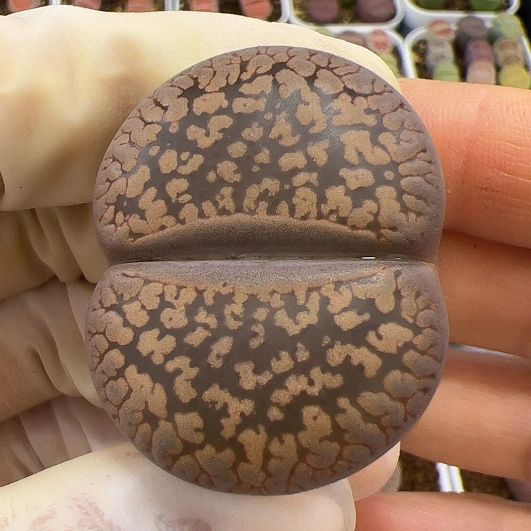 生石花多肉大母本轮子