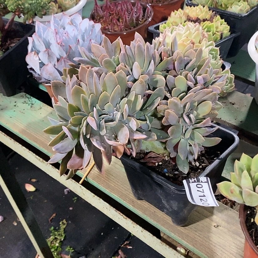 【闪购商品】太妃糖缀07120