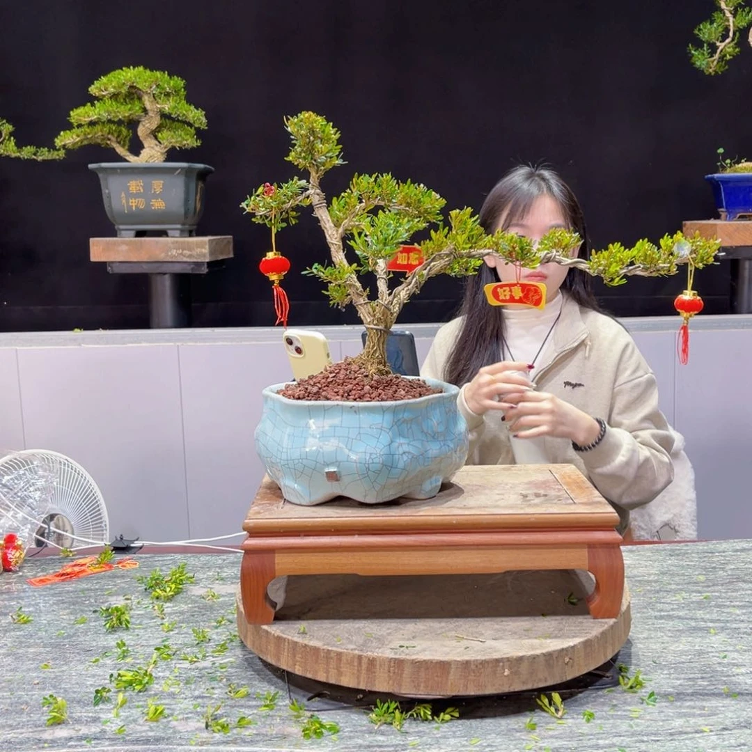 四季常青老桩黄杨盆景