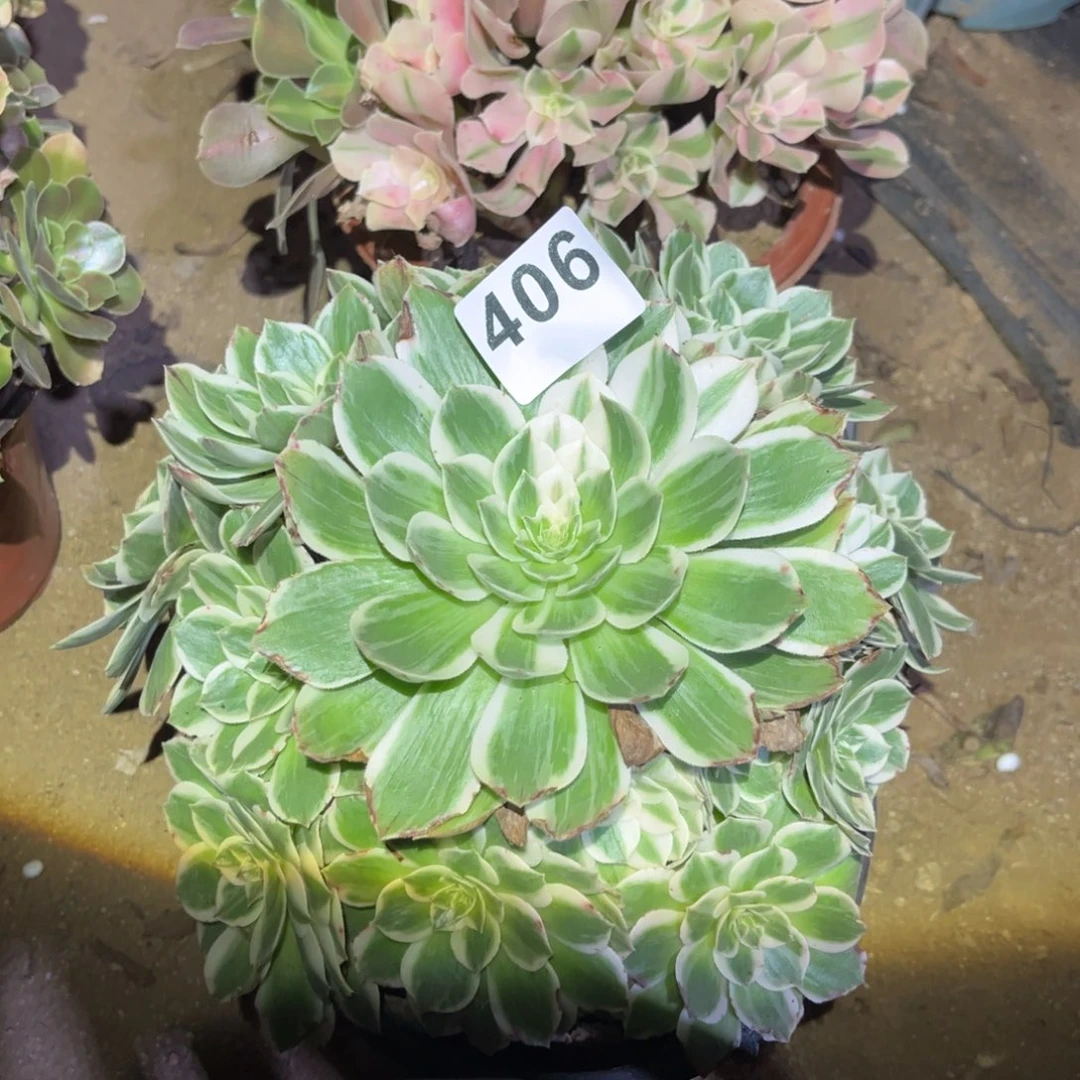 伊丽莎白多肉法师406号