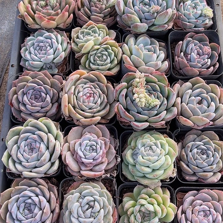 直播福利一物一拍419