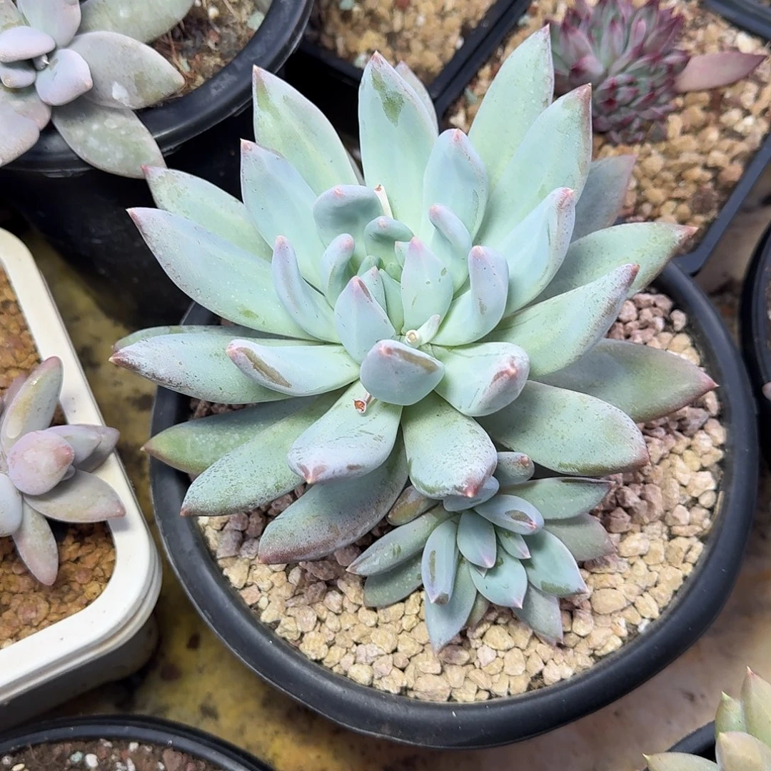 小***狸伊利莎白2头多肉植物