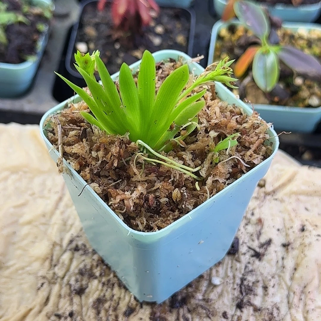 无花朵扇叶文心兰大号