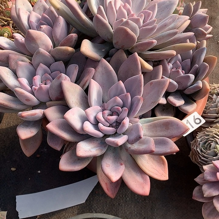 016奥普 一物一拍多肉