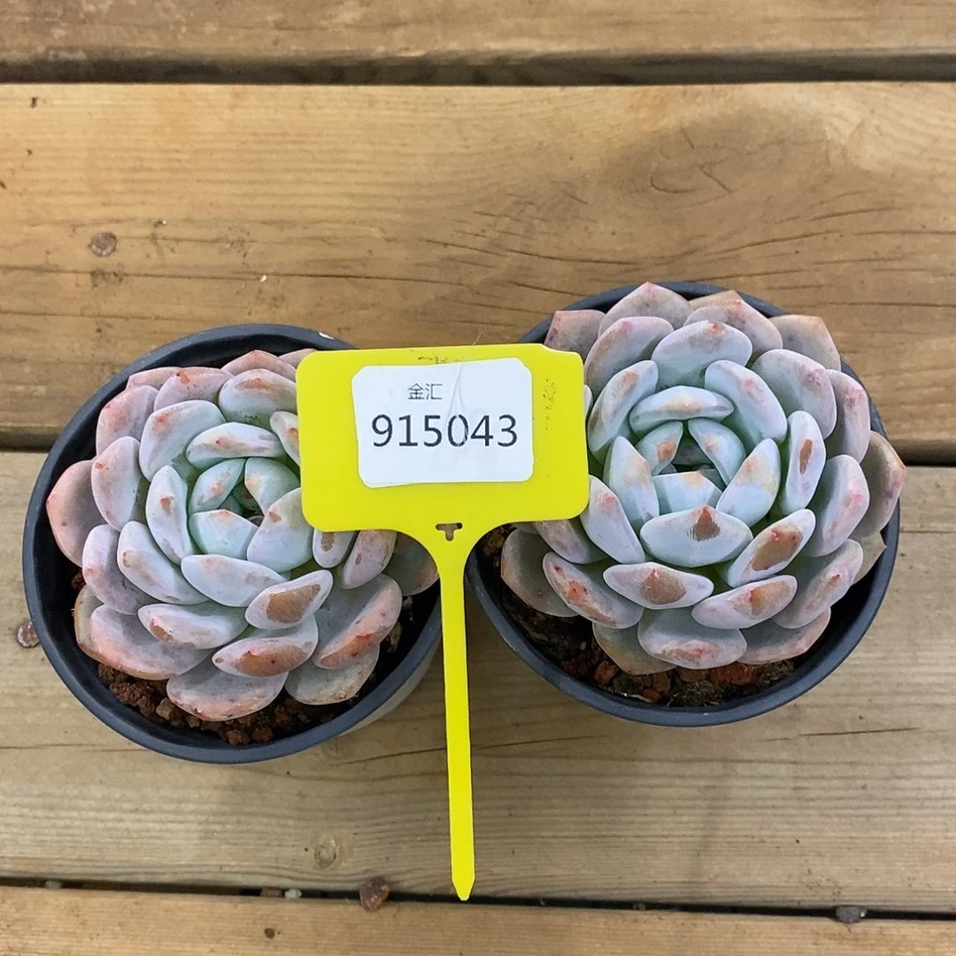 福利多多。915043