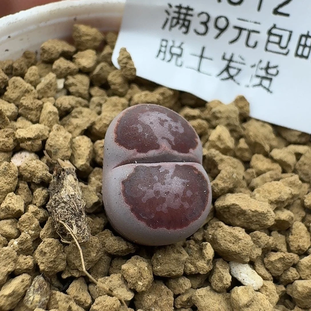 512多肉哈哈哈哈哈哈