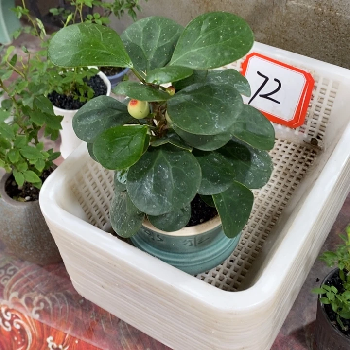 承***4无花朵退款拉黑拉黑72