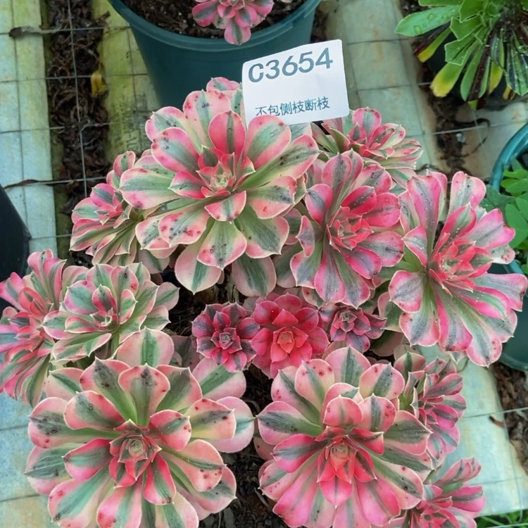 【闪购商品】3654多肉
