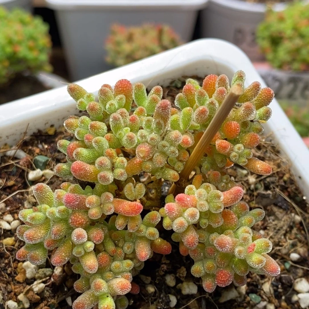 冰晶杂枝干番杏D377