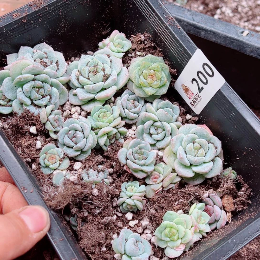 蜜***兔多肉植物多肉植物