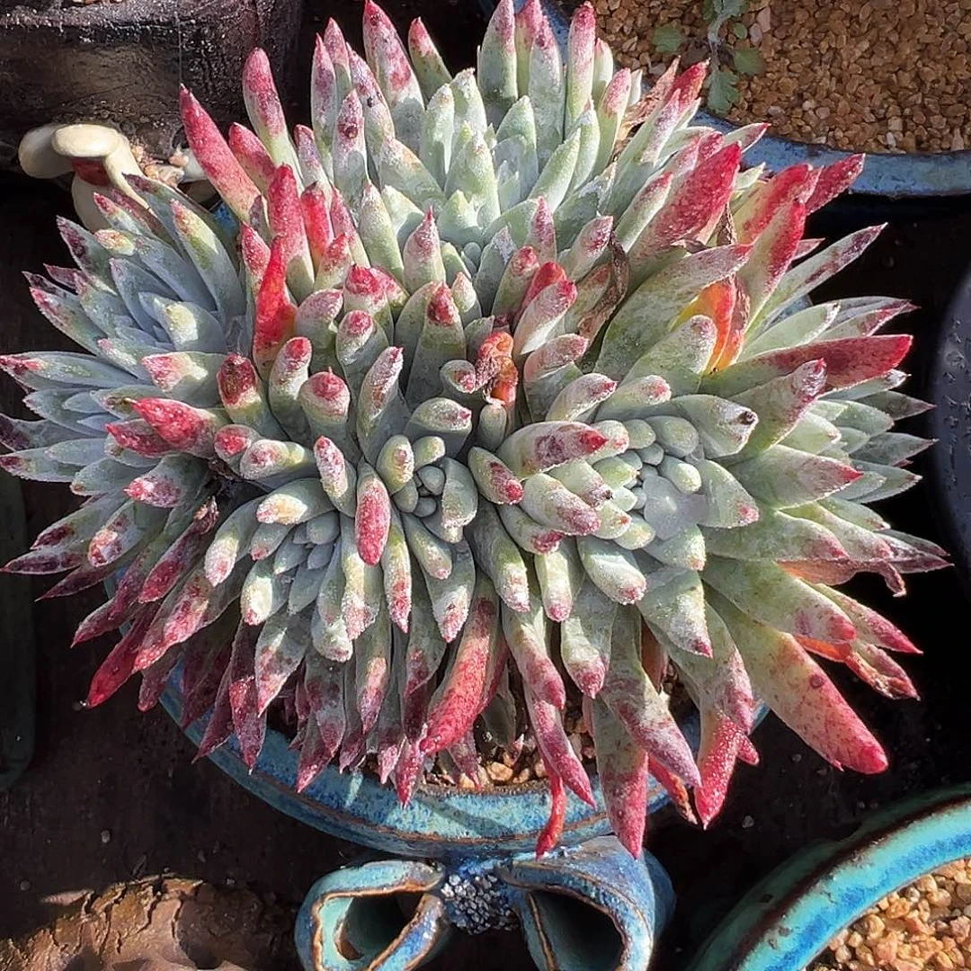 7695海瑟仙女杯多肉