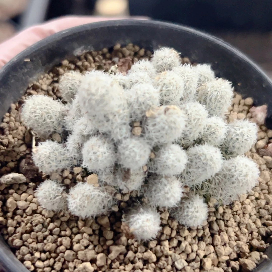 米***空孤雁自根 仙人球