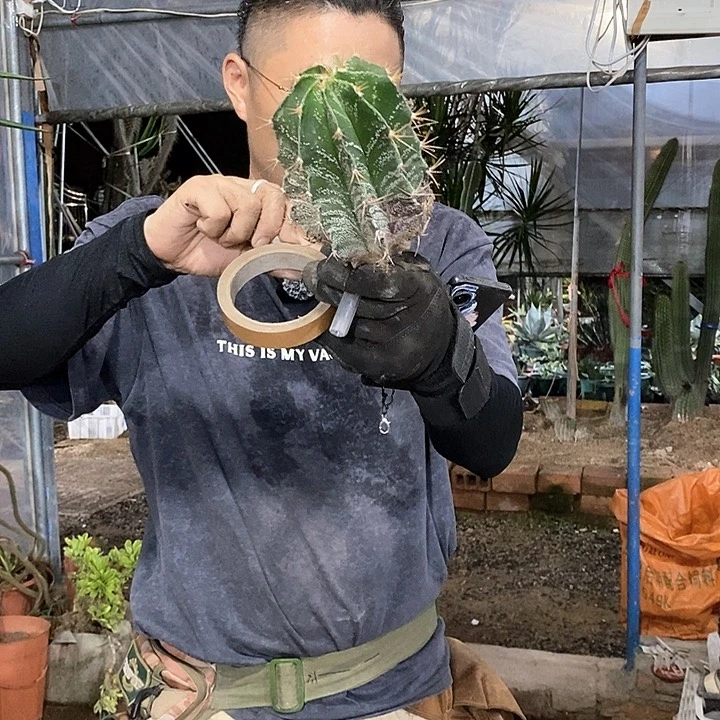 花*20号。般若。