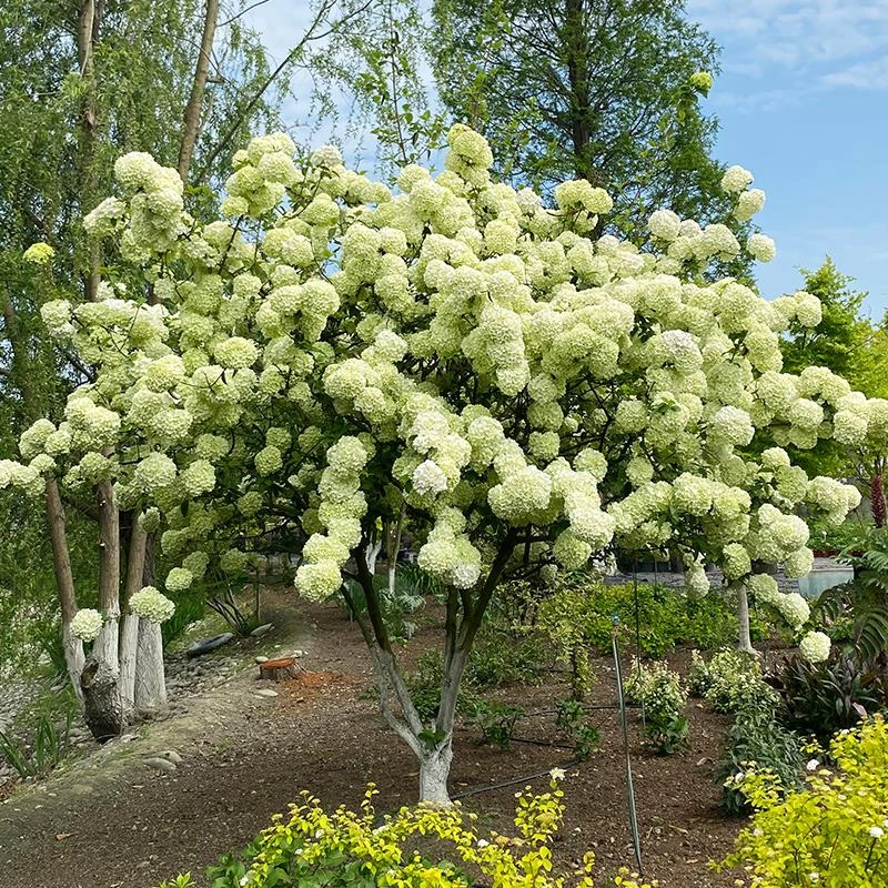 中华木绣球/麻叶木绣球 喜光庭院花园木本植物花卉耐热耐寒