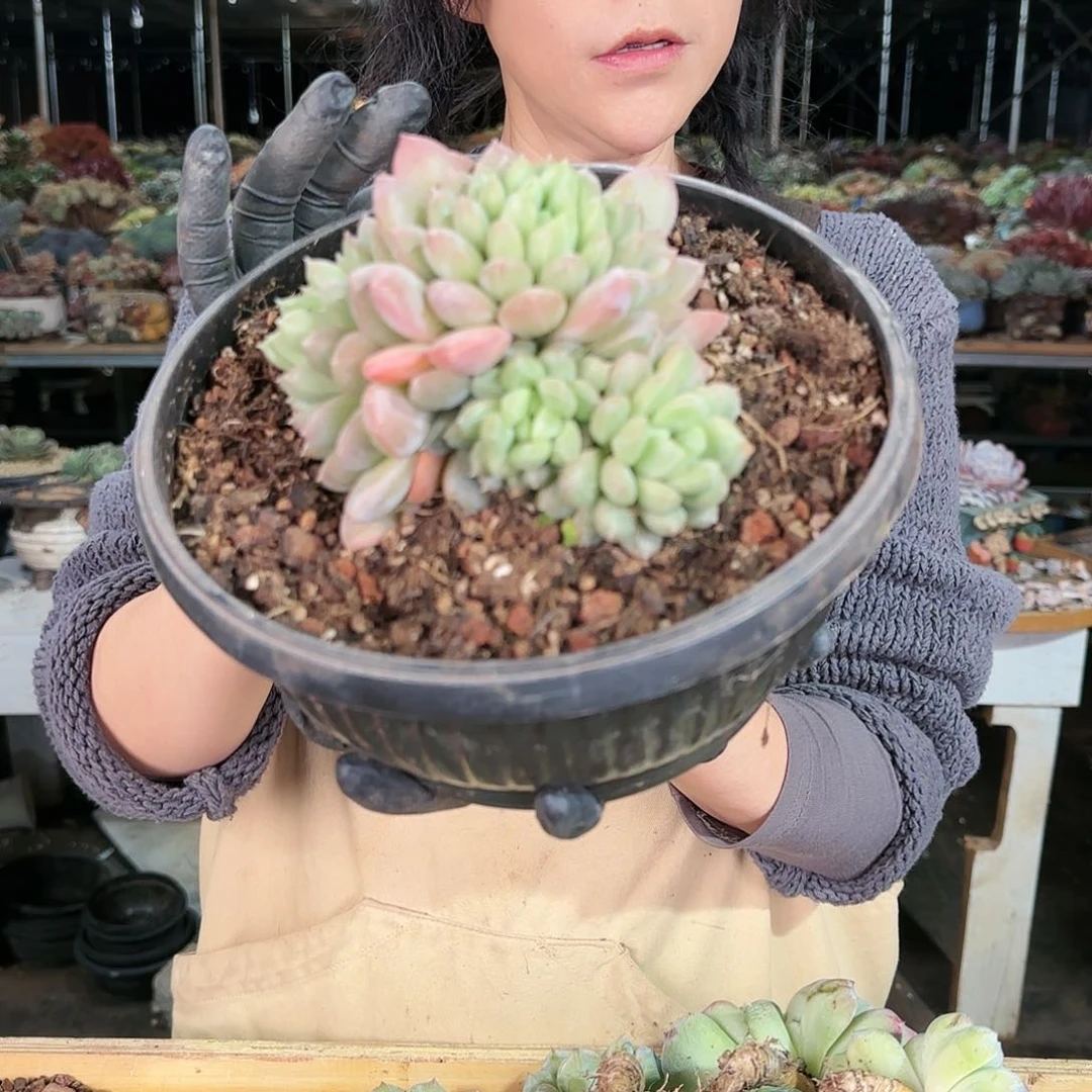 百达翡丽，38         肉