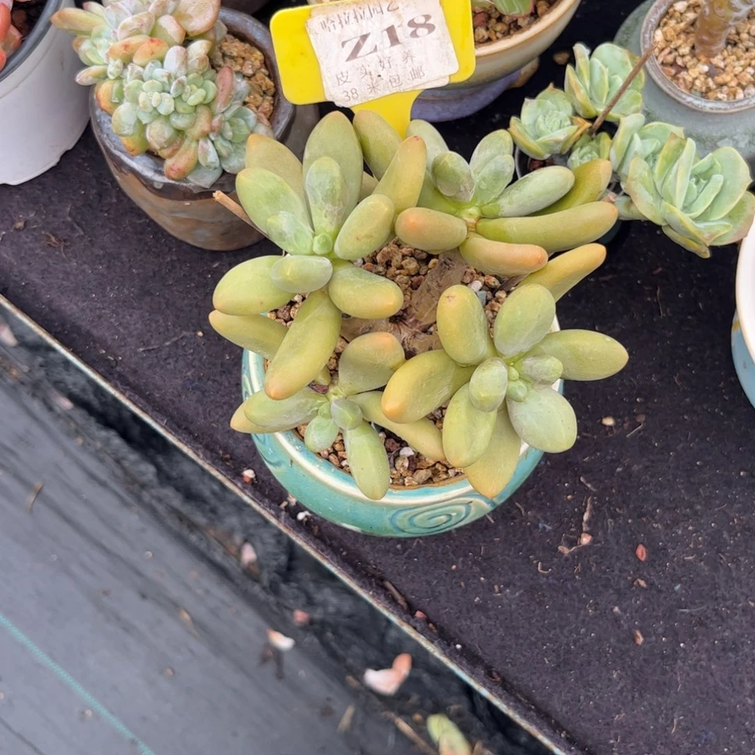 ｡***ʘ多肉植物1111111111