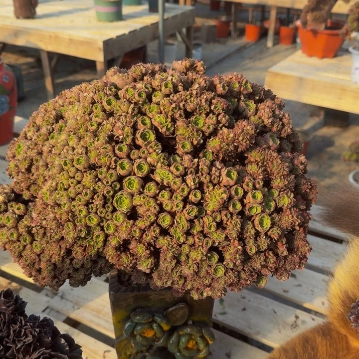 万朵朵法师法师329