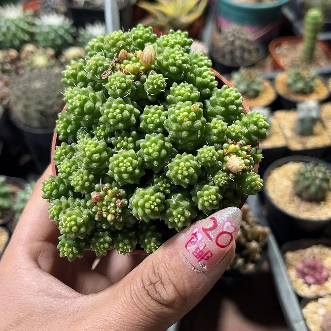 绿鸟群生有根发货有根