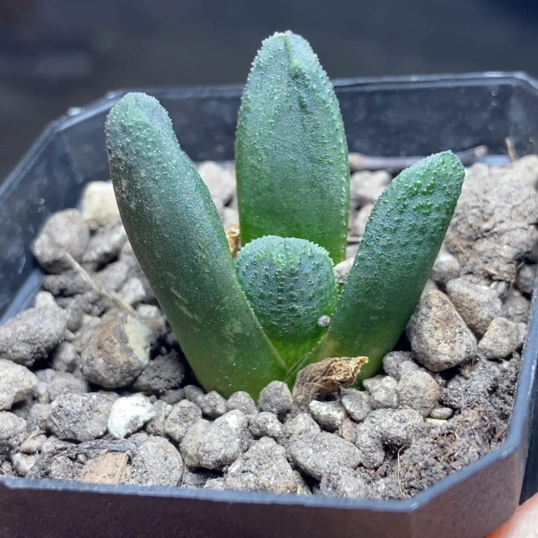 黑王万象一物一拍