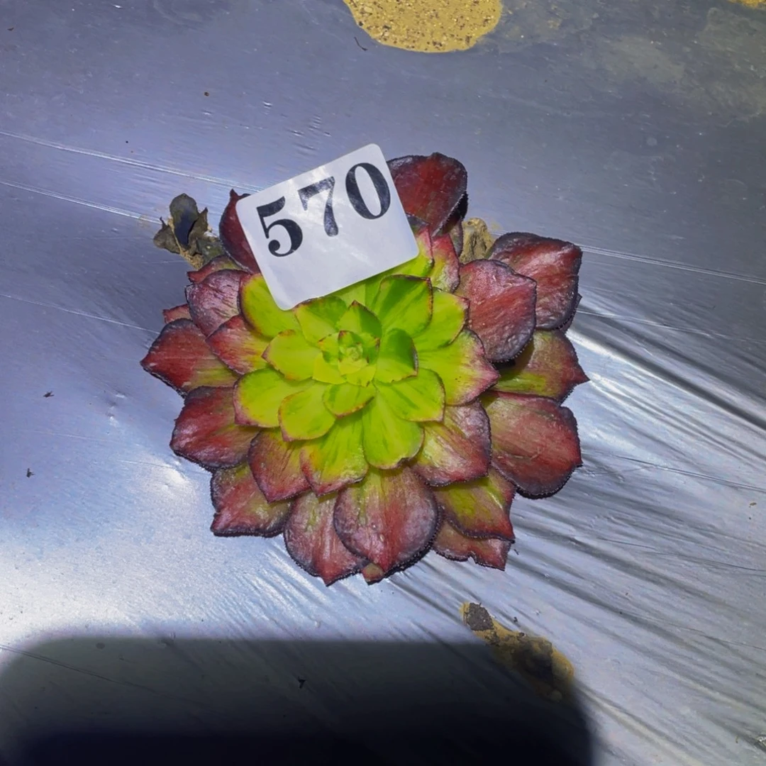 龙鳞多肉植物570:的
