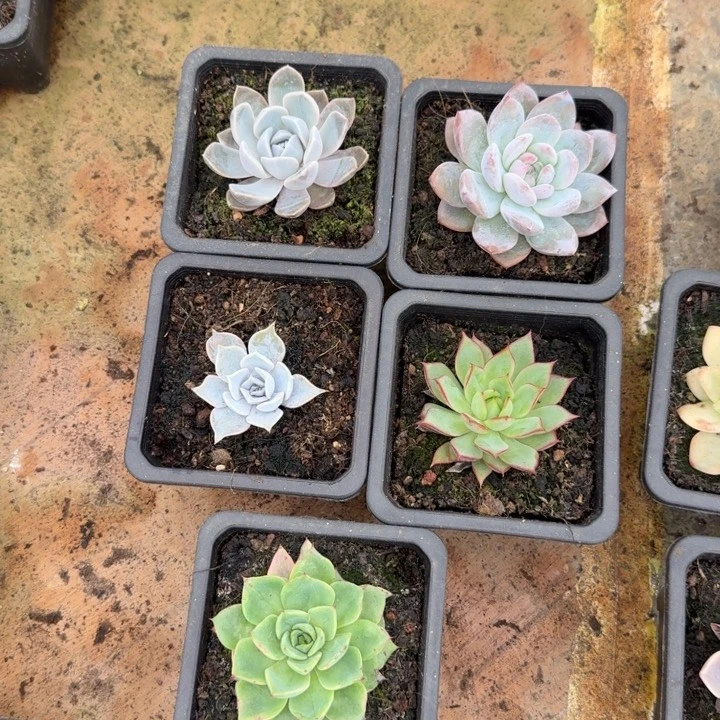 一组的推进多肉植物