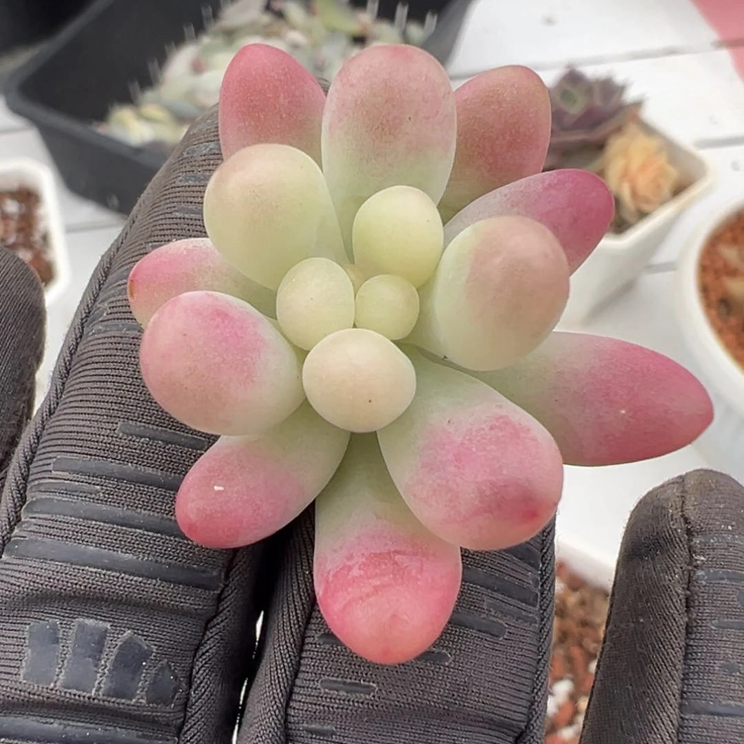 果冻乙女心锦，不石化覆轮锦砍头无根