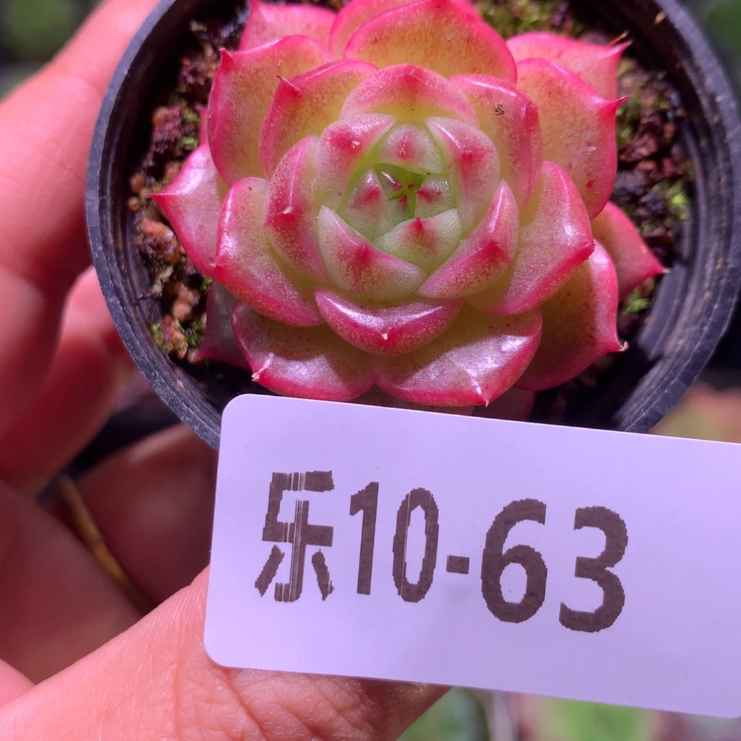 乐然10-63 新品 单头