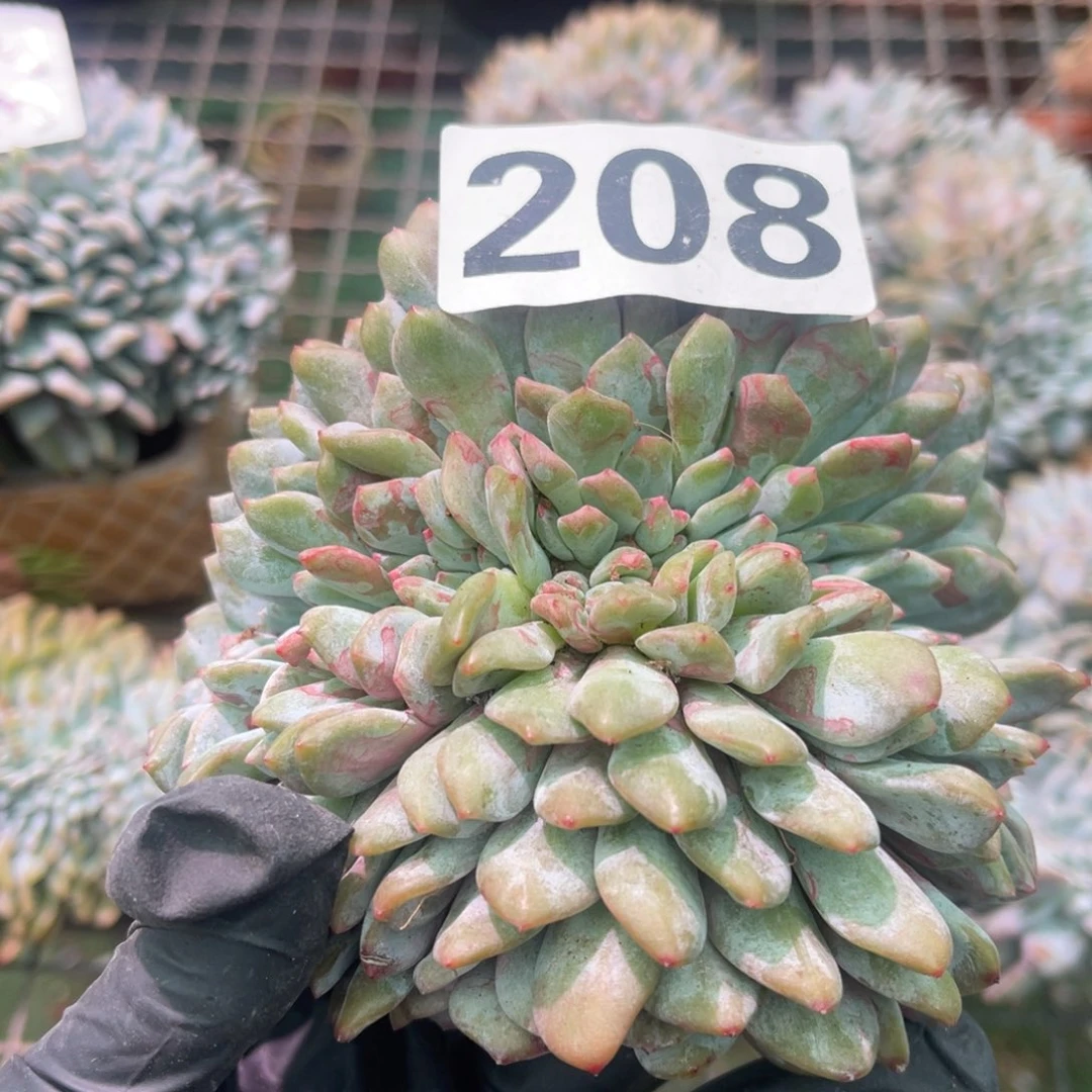 208号微瑕115888008