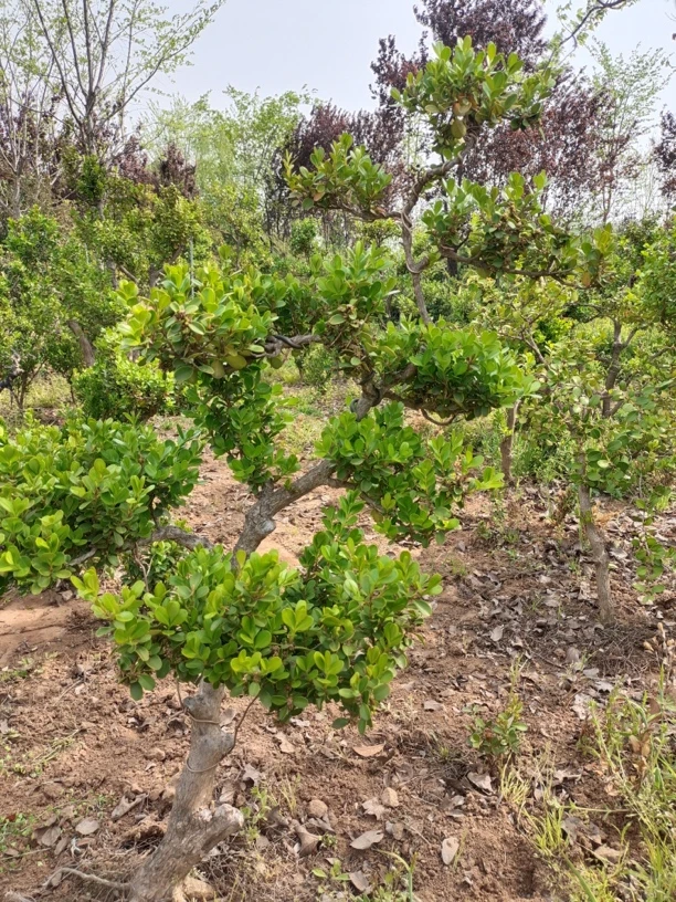 造型黄杨，素材等四季长青耐寒黄葛树耙耙柑