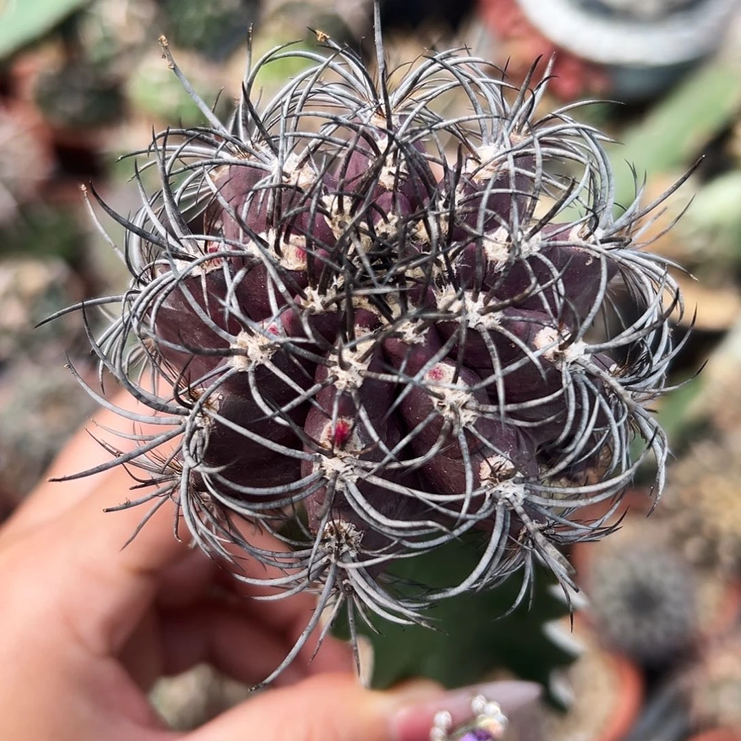 暗黑仙人球6666666666