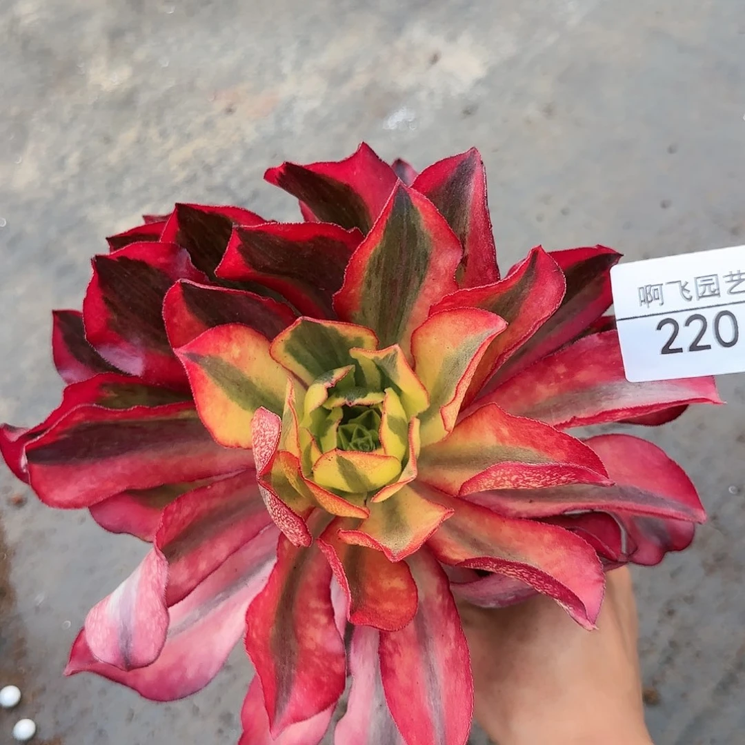 220多肉 魅影单头