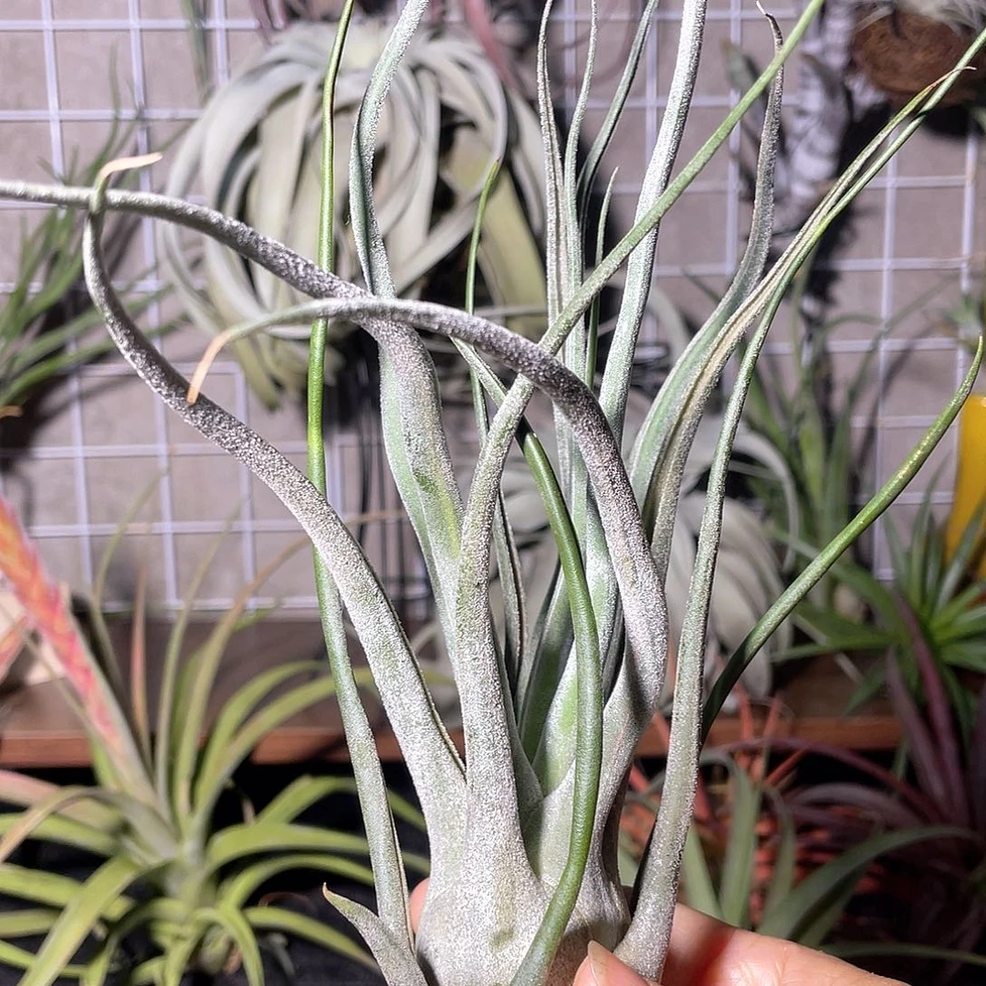 河豚16号 空气凤梨