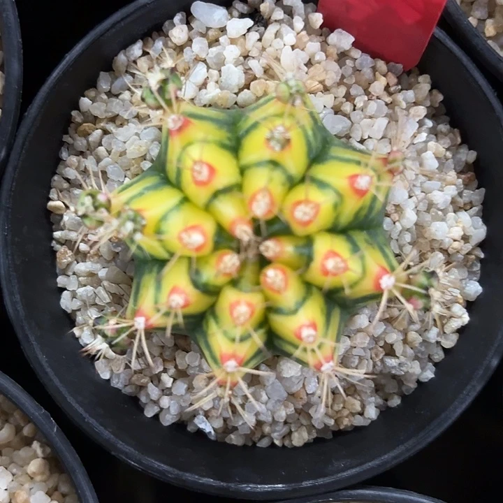 748-0508泰国发货