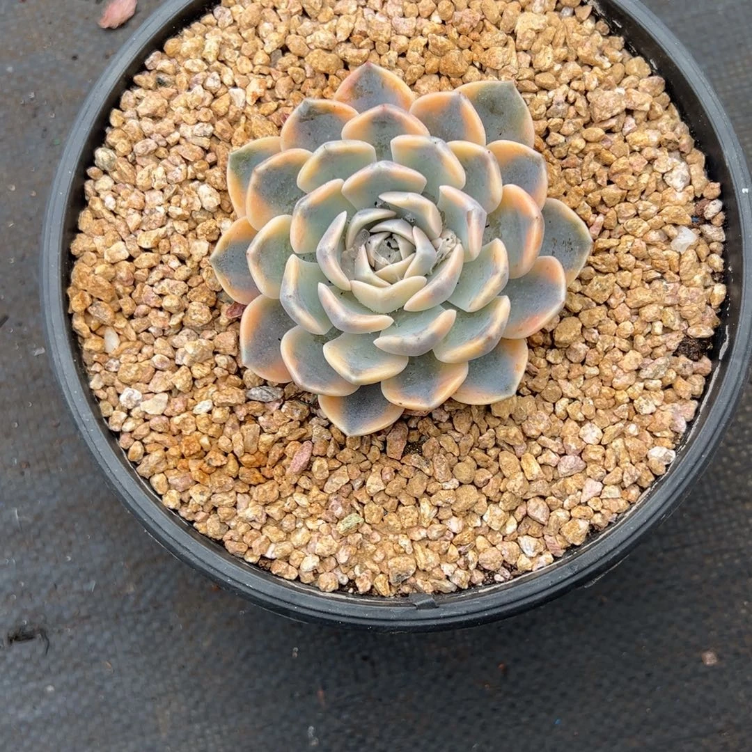 梅***福汉堡锦，，，，，，，，，，，，，，，，