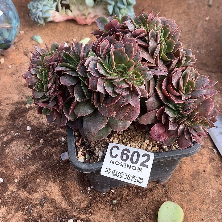 蒙娜丽莎缀化 602  满百送可爱玫瑰缀化