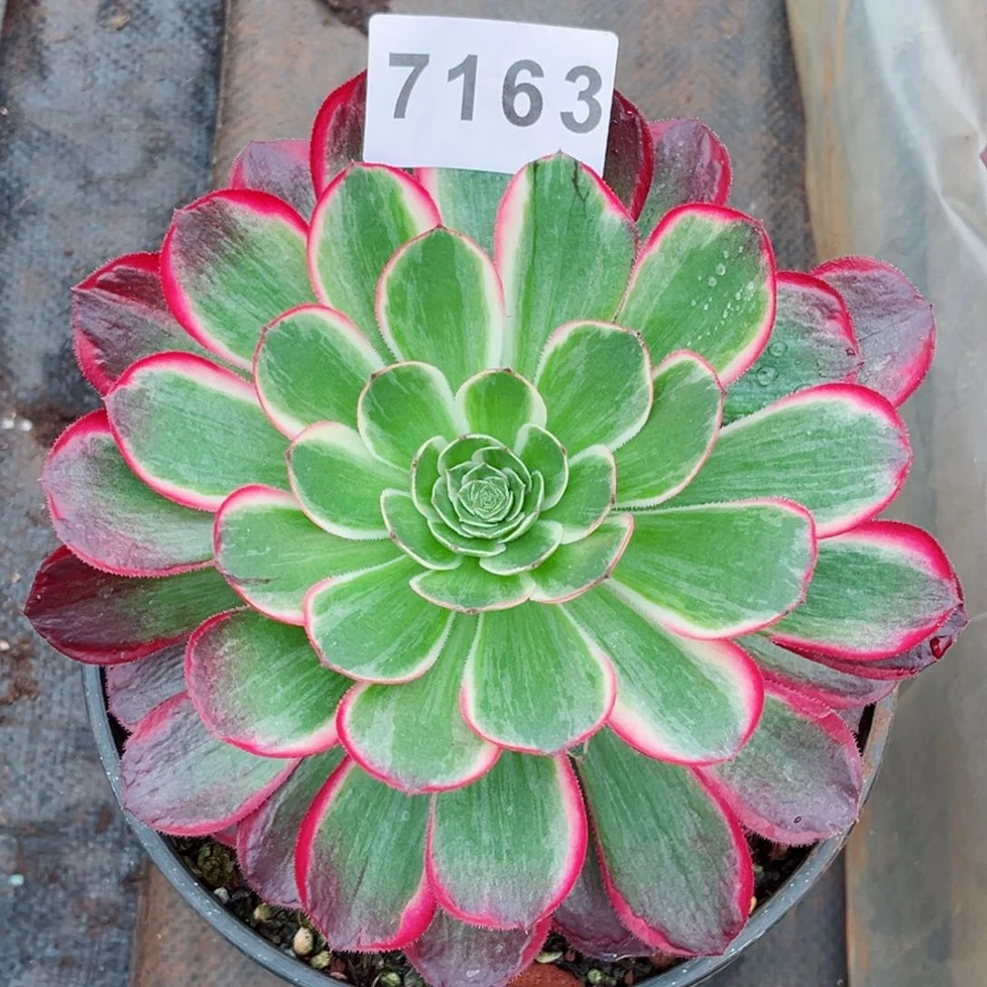 孔雀翎多肉发货发货