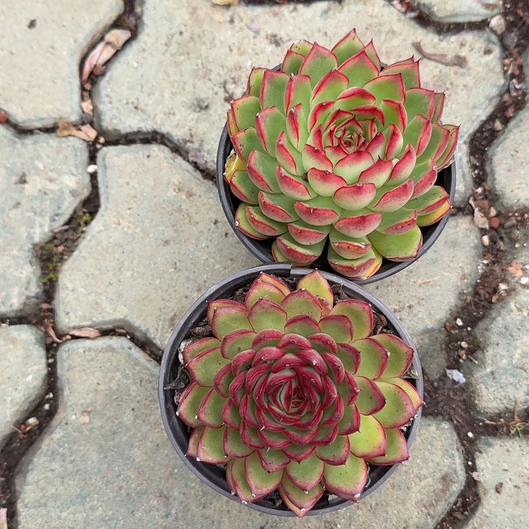 萤火虫多肉植物精品