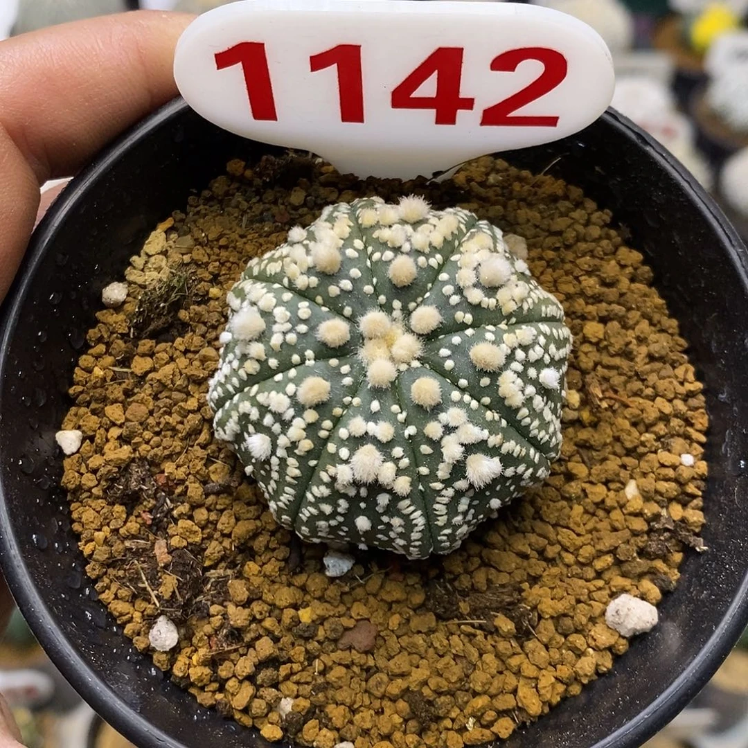 1142海星花园特价来了