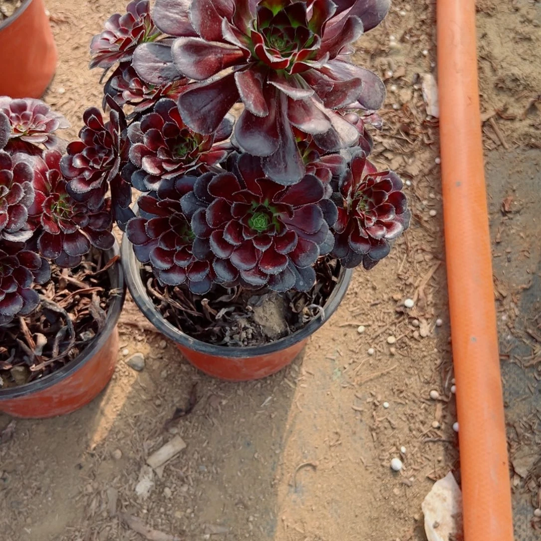 322墨法多肉植物法师多肉