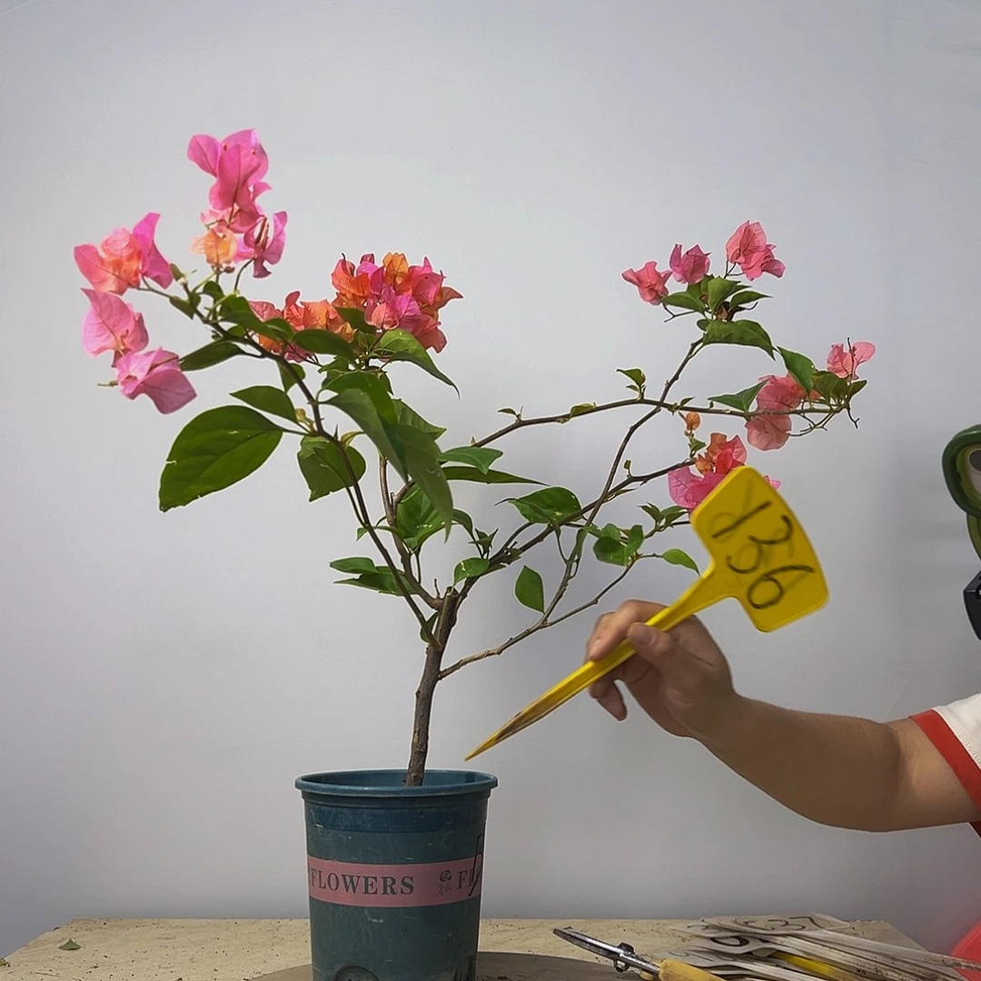 当前无花栽培后可以开花  波伊斯玫瑰 飘枝  136