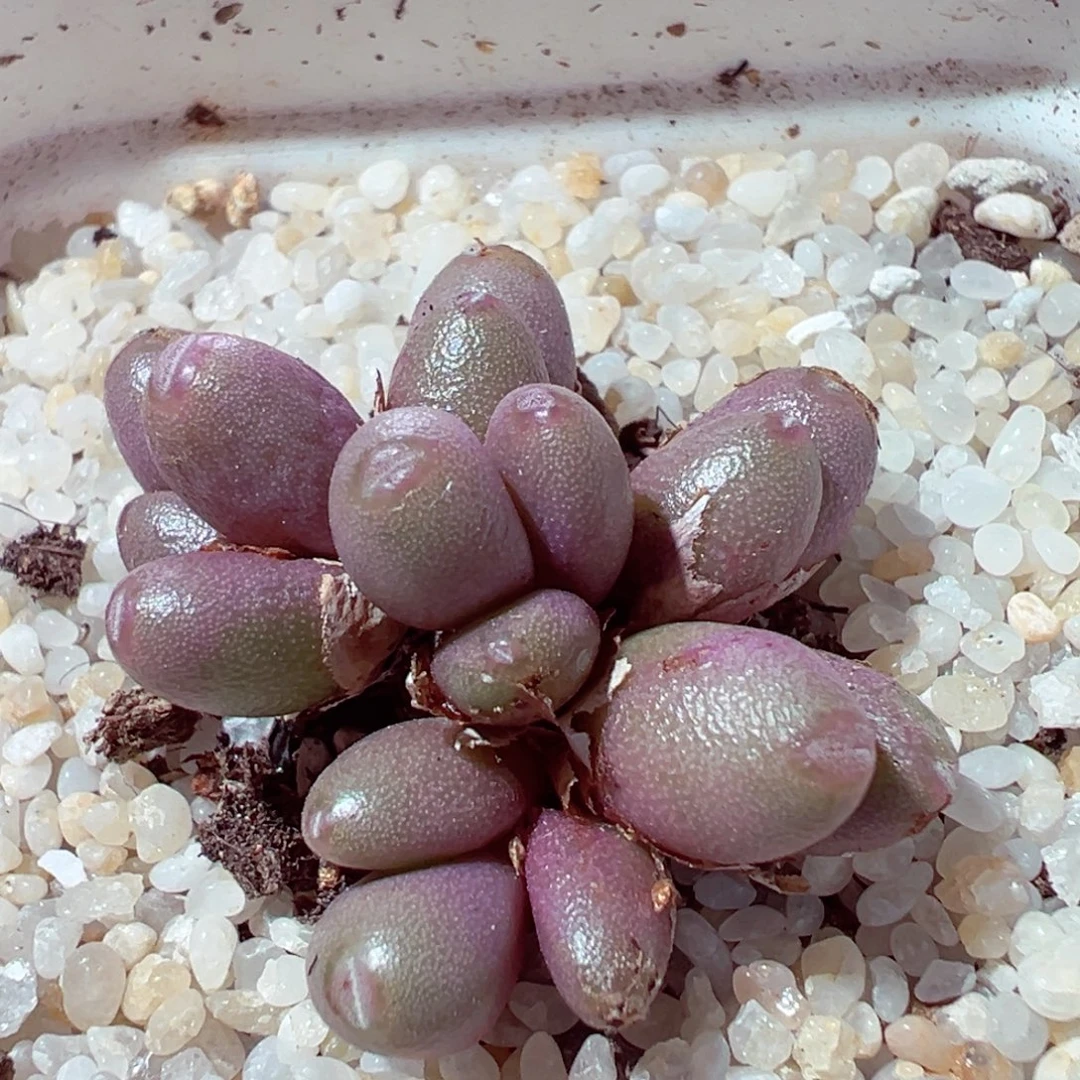 929-283多肉多肉葡萄群