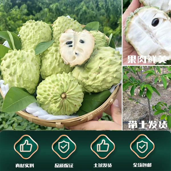 【百果汇】凤梨释迦嫁接果苗大目玫瑰释迦南北种植当年结果
