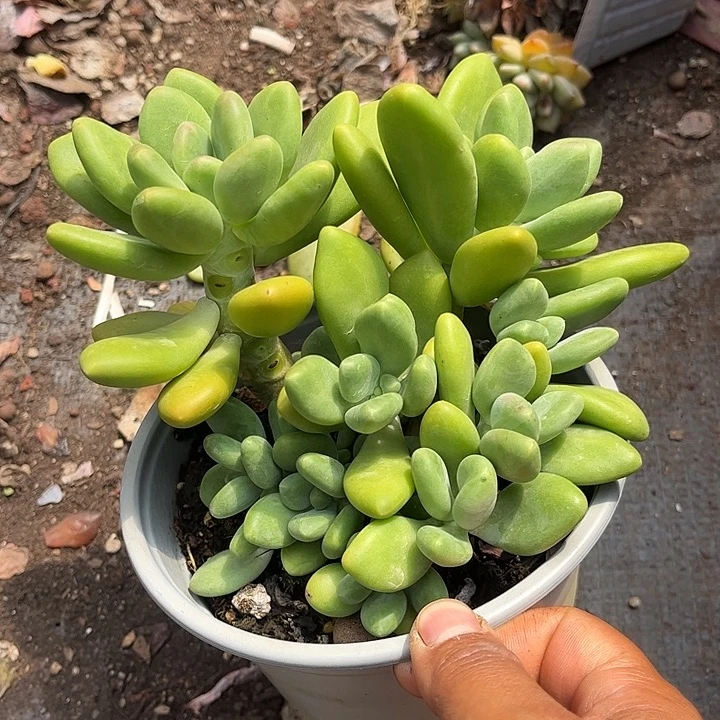雨***荷芒果奶，一物一拍。