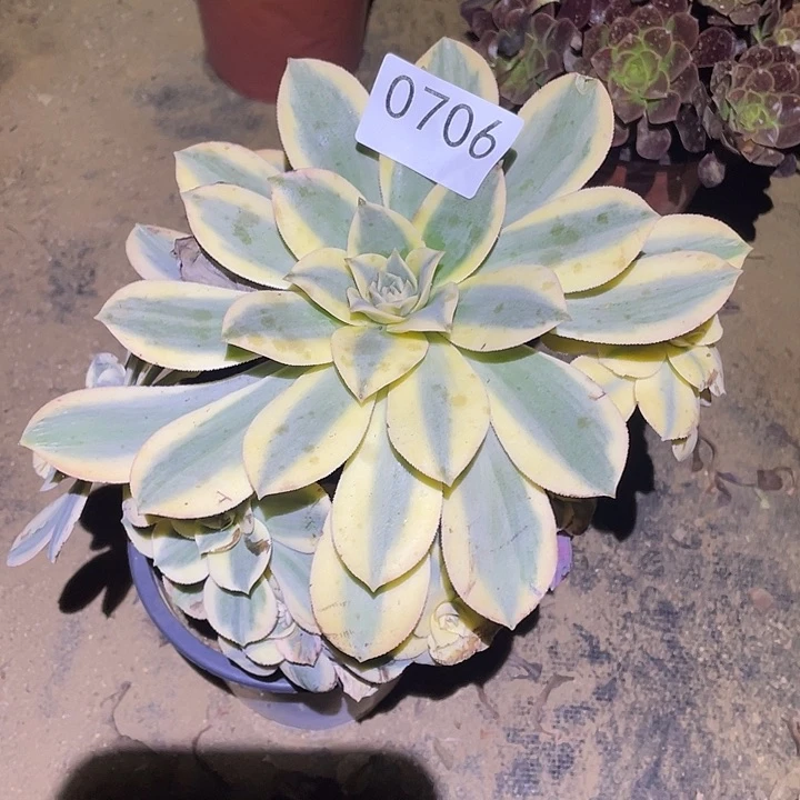 多肉植物法师706灿烂