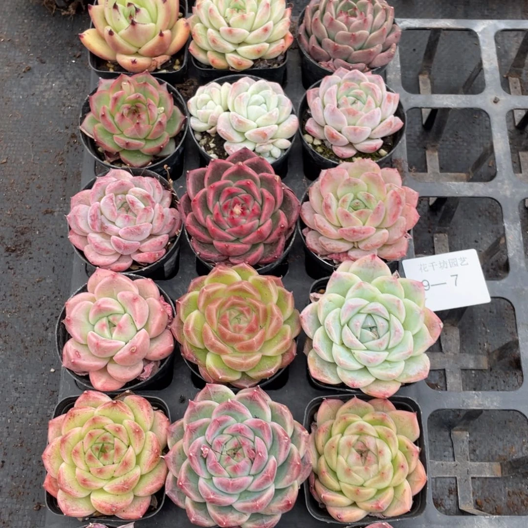 一物一拍18棵9-7